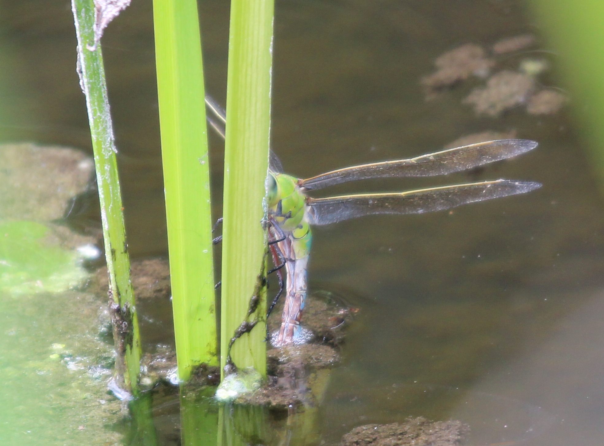 femmina androcroma di Anax imperator
